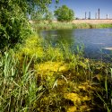 Balta - Delta Vacaresti - Lacul Vacaresti