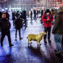 Protest anti-amnistie si gratiere 2017 - Piata Victoriei