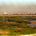 Parcul Natural Vacaresti cu apă si vegetatie crescuta si silueta Casei Poporului