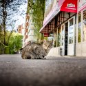 Pisica in fata macelariei - Calea Vacaresti