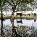 Baltă - Popești-Leordeni