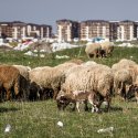 Turmă de oi - Strada Teiuș