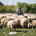 Cioban și turma de oi - Strada Teiuș