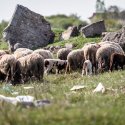 Turmă de oi - Strada Teiuș