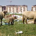 Turmă de oi - Strada Teiuș