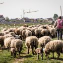 Cioban și turma de oi - Strada Teiuș