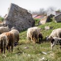 Turmă de oi - Strada Teiuș