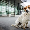 Cățel - Stația de metrou Străulești - Bulevardul Bucureștii Noi