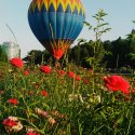 Bolon in parcul Herastrau