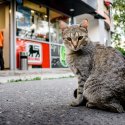 Pisică la prăvălie - Calea Văcărești