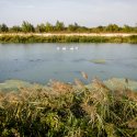 Dâmbovița înainte de Lacul Morii - Chiajna