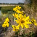 Floare lângă Dâmbovița - Chiajna