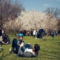 Grădina Japoneză din Herăstrau
