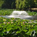 Lotusi egipteni în parcul Circului