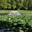 Lotusi egipteni în parcul Circului