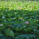 Lotusi egipteni în parcul Circului