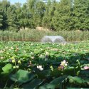 Lotusi egipteni în parcul Circului