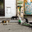 Pisică pe trotinetă - Strada Băcani