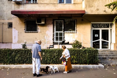 Câini și pisici - Bd. Șincai