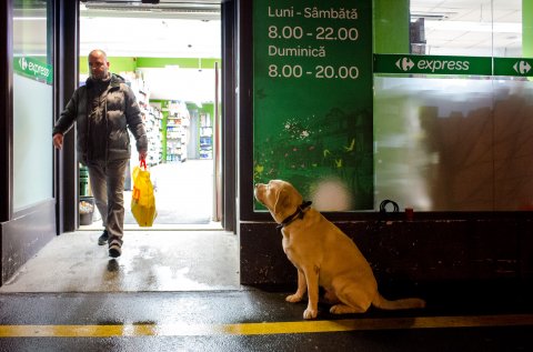 Catel asteptand stapanul