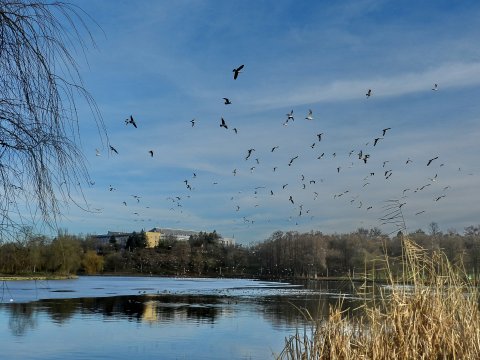 Parcul Tineretului