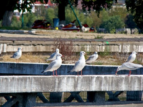 lectii de vanatoare