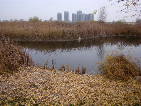 Parcul Natural Văcărești