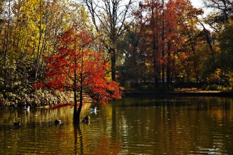 Toamna in Gradina Botanica