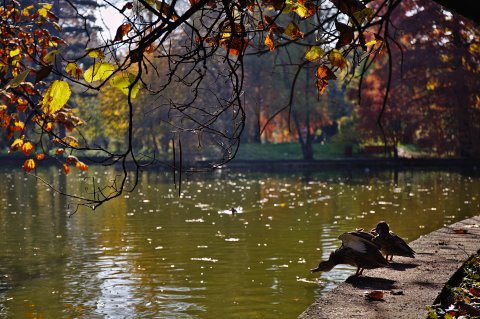 Toamna in Gradina Botanica