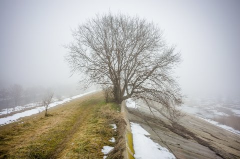 Copac - Lacul Vacaresti