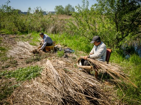 Mestesugari - Delta Vacaresti - Lacul Vacaresti