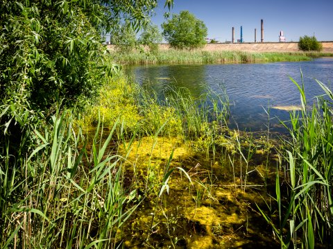Balta - Delta Vacaresti - Lacul Vacaresti