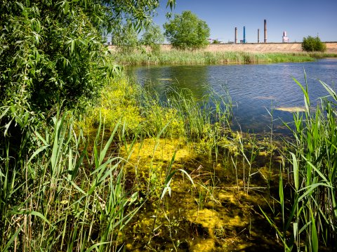 Balta - Delta Vacaresti - Lacul Vacaresti