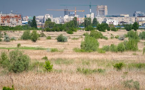 Privind spre centru - Delta Vacaresti - Lacul Vacaresti