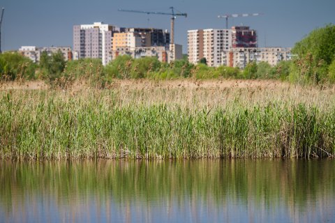 Stuf - Delta Vacaresti - Lacul Vacaresti