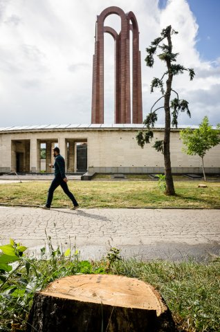 Copac taiat - Parcul Carol