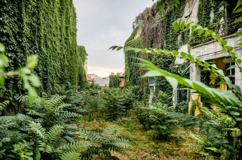 Curte abandonata - Strada Viitorului