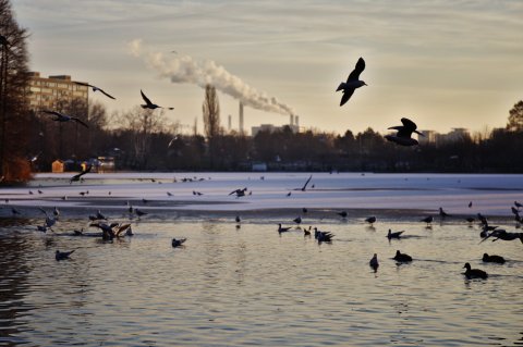 Hibernala bucuresteana