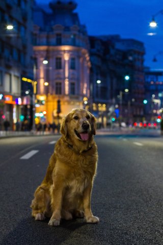 Hoinar pe Calea Victoriei