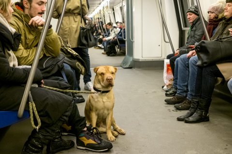 Prin metrou, magistrala la Politehnica