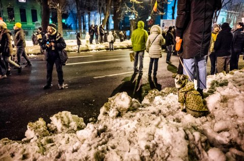 Protest anti-amnistie si gratiere 2017 - Soseaua Kiseleff