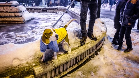 Protest anti-amnistie si gratiere 2017 - Piata Unirii