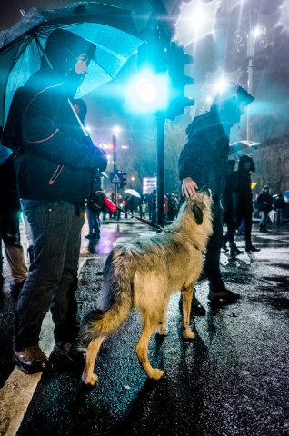 Protest anticoruptie - Piata Victoriei