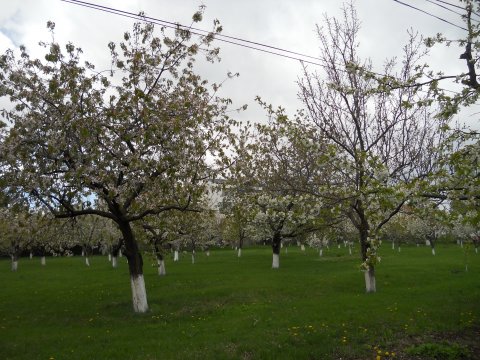 La Arghezi in livada