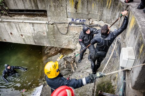 Scafandri salvand un catel cazut in Dambovita - Piata Unirii