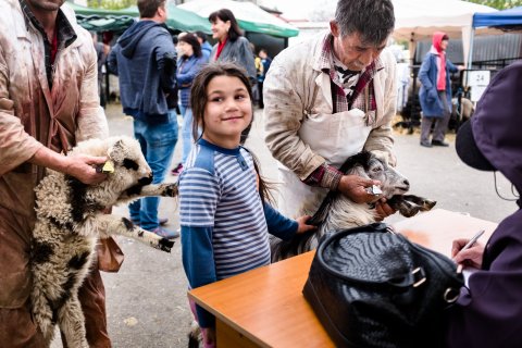 Identificarea animalelor înainte de sacrificare - Piața Apărătorii Patriei