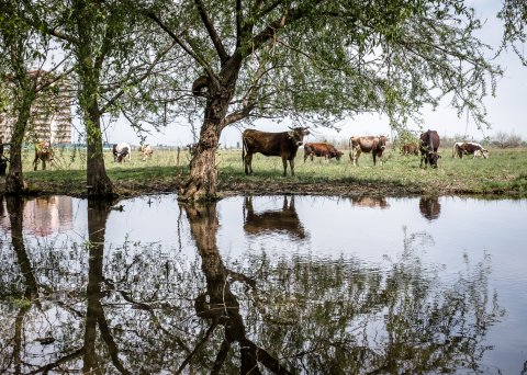 Baltă - Popești-Leordeni