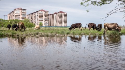 Baltă - Popești-Leordeni