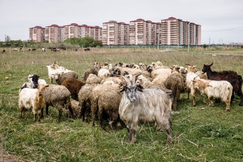 Turmă de oi - Popești-Leordeni