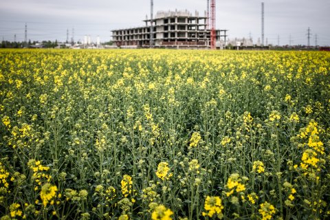 Câmp - Popești-Leordeni